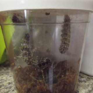 caterpillars-in-a-jar